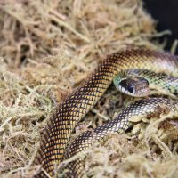 Speckled Racer