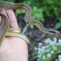 Speckled Racer